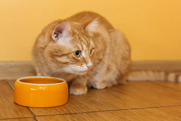 Ginger cat eating dry food