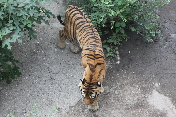 Royal Bengal tiger in Beijing