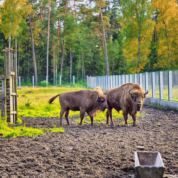 European Bison In Wildlife Sanctuary