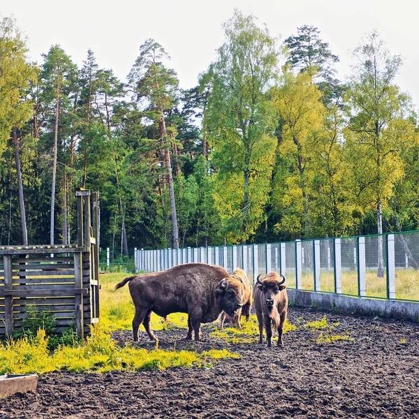 European Bison In Wildlife Sanctuary
