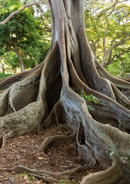 Moreton Bay Fig tree roots