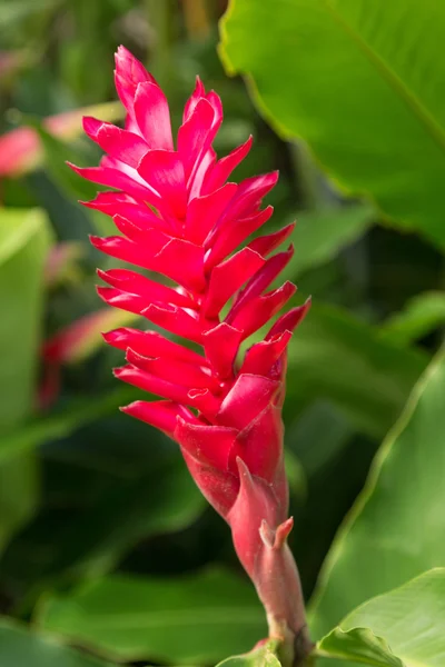 Pink GInger plant growing in plantation in Kauai