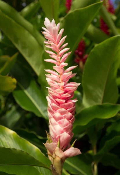 Pink GInger plant growing in plantation in Kauai