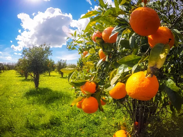 The orange garden