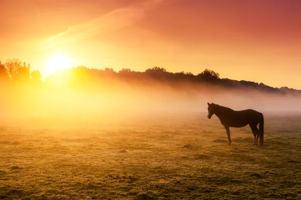 Horse grazing on pasture at sundown