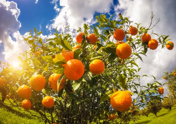 View of oranges garden with blue sky.