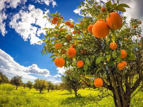 Fantastic view of the oranges garden