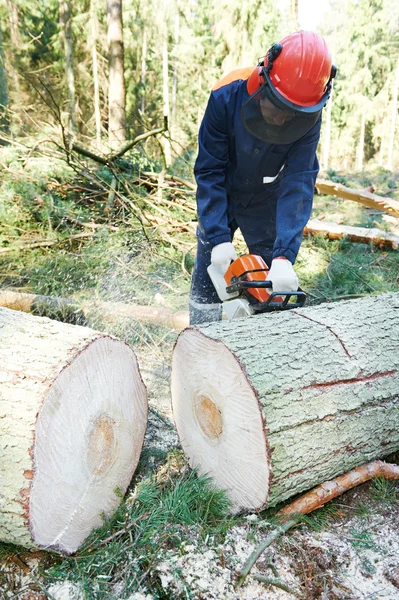 Lumberjack cutting tree in forest