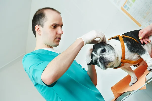 Veterinarian surgeon treating dog