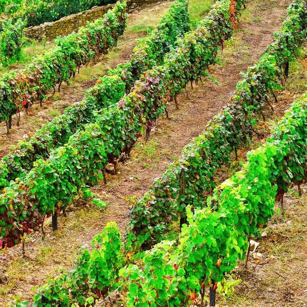 Vineyards in Portugal