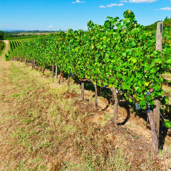 Vineyard in the Chianti Region