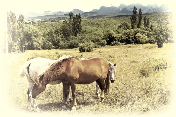 Grazing Horses