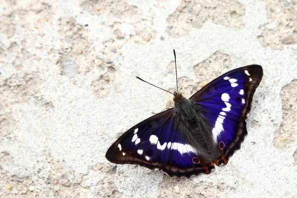 Beautiful butterfly with blue wings