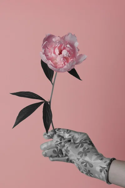 Peony flower in the hand