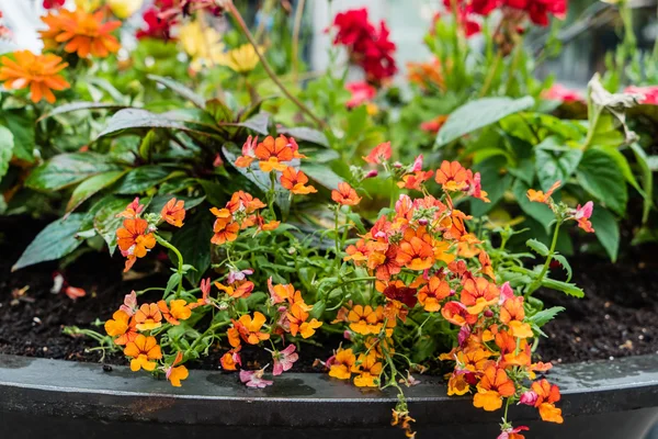 Container gardening flowers