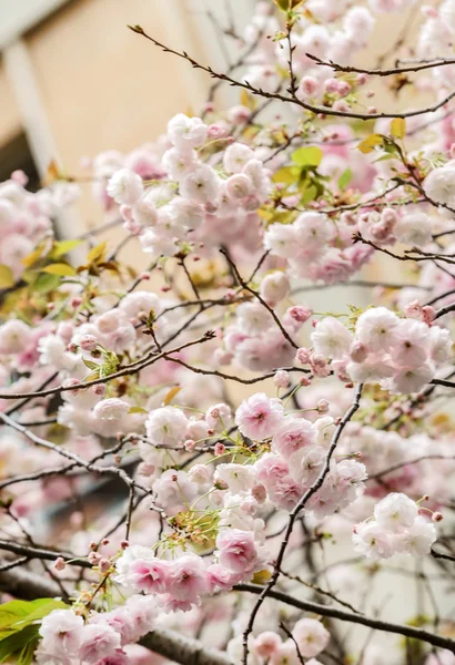 Tender cherry blossom