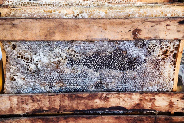 Honeycomb with fresh honey
