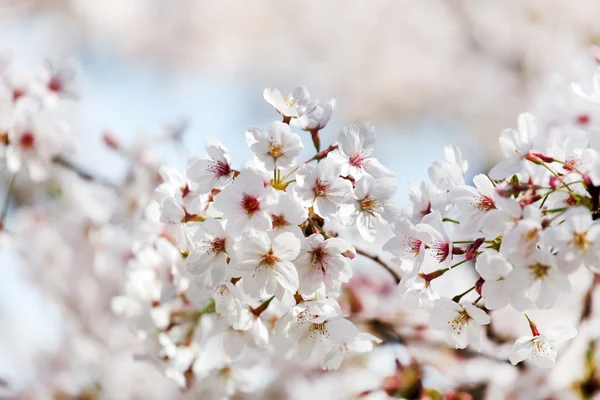 Spring apricot flowers