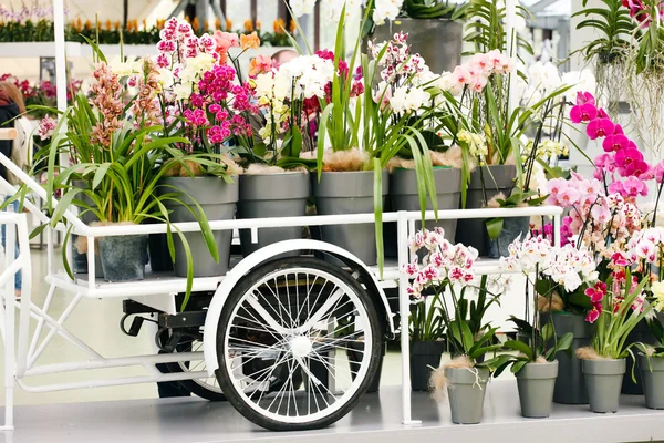 Orchid flowers in pots