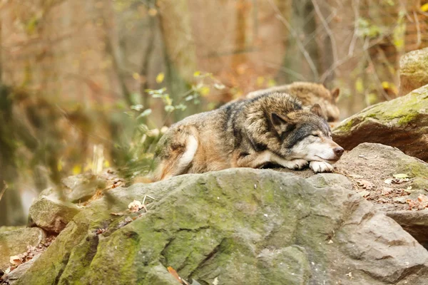 Grey Wolf sleeping