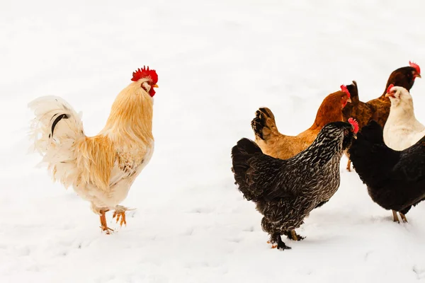 Chickens on the farm in winter
