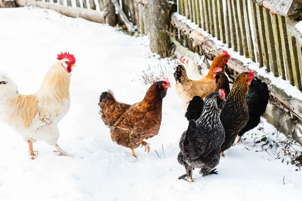 Chickens on the farm in winter