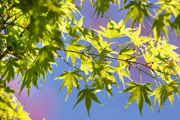 Japanese maple tree branch