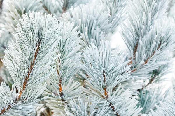 Pine tree with frost on needles