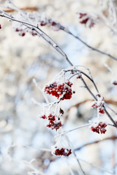 Winter berries covered with snow