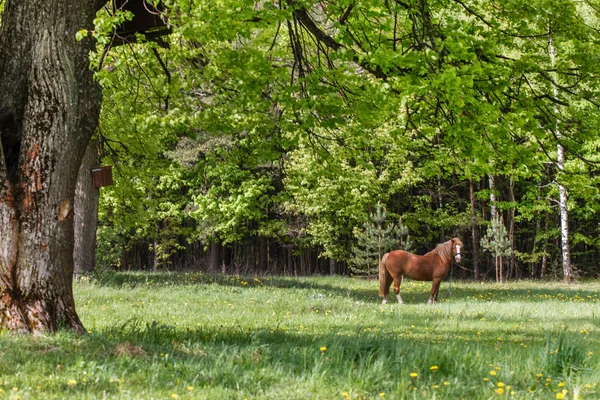 Horse on field near forest