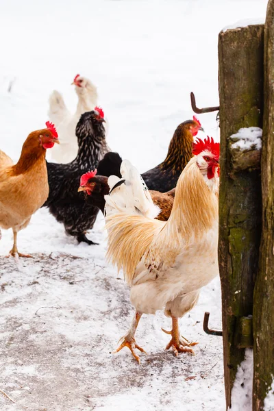 Chickens on farm in winter