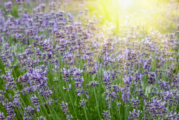 Beautiful lavender flowers in the rays of the setting sun