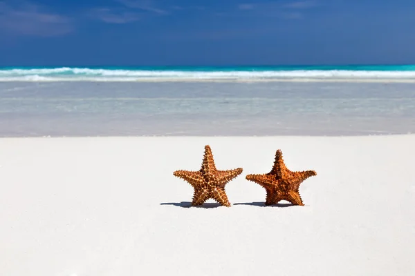 Two starfishes on caribbean sandy beach