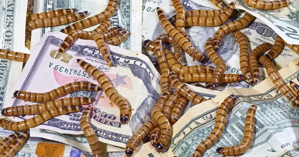Big ugly worms crawling over dollars banknotes background