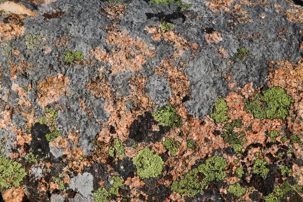 Glacial granite rocks covered with moss and lichen at the top of Cadillac Mountain in Northern Maine