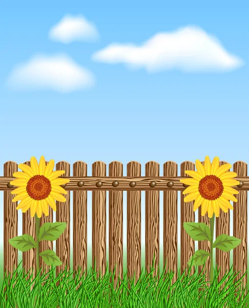 Wooden fence on grass with sunflower