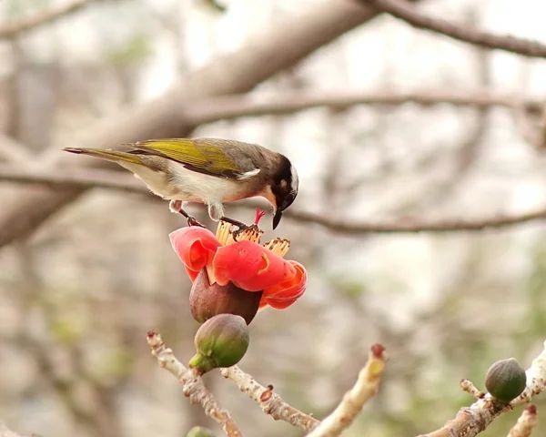 Chinese Bulbul Bird Drinks from Flower