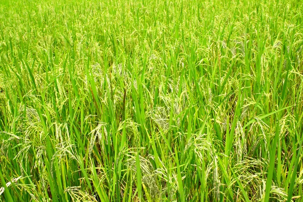 Field of ripe rice