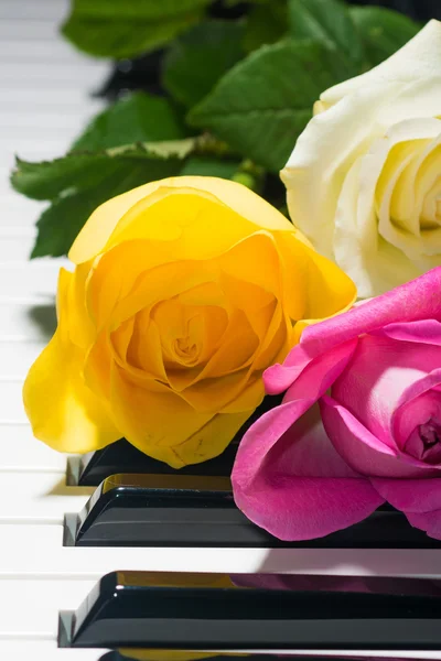 Background of yellow, pink, white roses on black and white piano