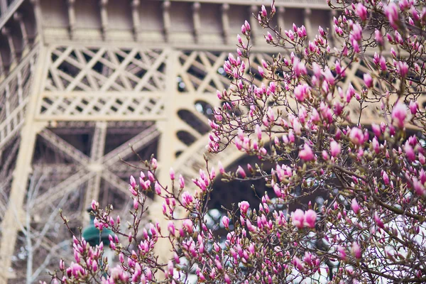 Pink magnolia in full bloom and Eiffel tower