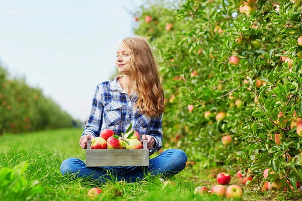 Young woman picking ripe organic apples in orchard or on farm on a fall day