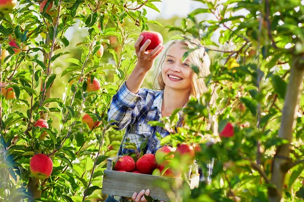 Woman picking apples in wooden crate on farm