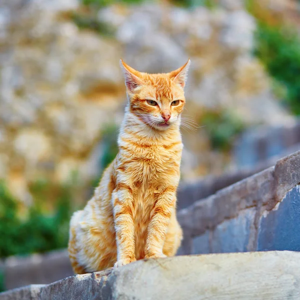 Adorable red tabby cat on a street