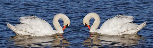 Two swans on water.