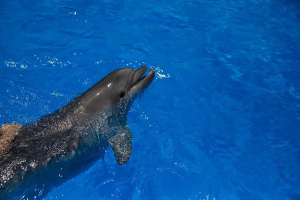 Smiling dolphin. dolphins swim in the pool