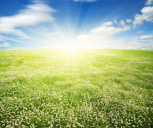 Daisy flowers and sky