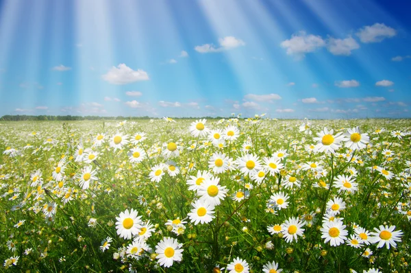 Daisy flowers and sky