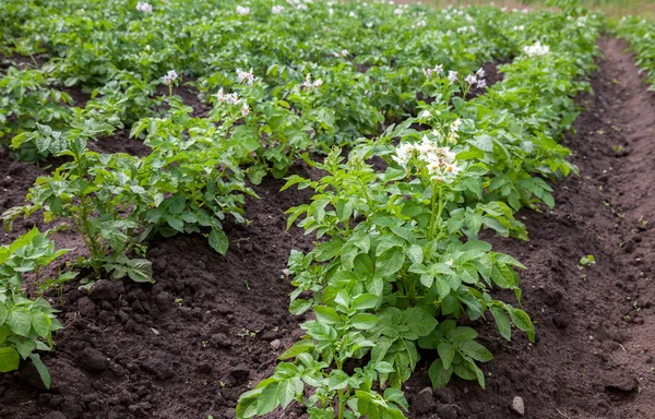 Potato bushes blooming with white flowers growing on the plantat