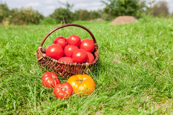 Wicker basket full of fresh ecological red tomatoes in garden on
