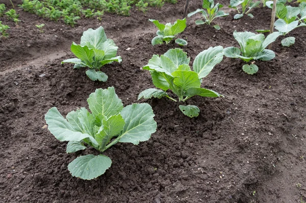 Cabbage growing in the vegetable garden